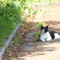 白黒仮面　猫。