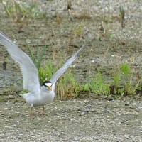コアジサシの幼鳥