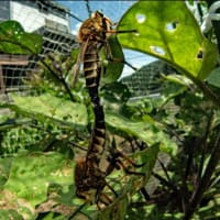 '25夏 虫の目レンズは友 ～シオヤアブの交尾～