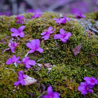 ミツバツツジが群生する下十枚山を観てUターン