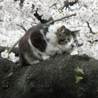 花見。
