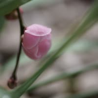 ●我が家の２月の花（13）　ピンクの枝垂れ梅が開花　福寿草　ハボタン　プリムラジュリアン