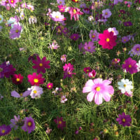 夏が終わり秋の始まり今はどうなっているのか😢