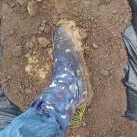 サツマイモ苗が到着して梅雨入り