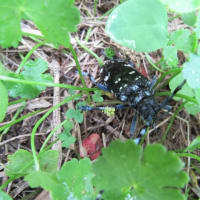 チョウゲンボウ♀。(7/5＊土）
