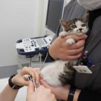 保護した子猫ちゃんの健康診断