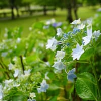 度会町「宮リバー度会パークの紫陽花」見てきました～(^^)  №2　雨バージョン