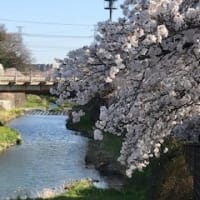 根川緑道の桜（2020.3.26）