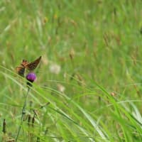 暑い日の草原のチョウ