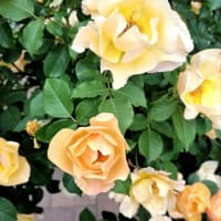 今年の薔薇