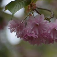 芦野公園の八重桜と野鳥とリス