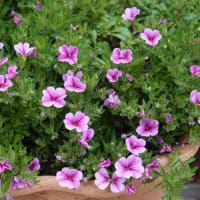 カリブラコア　〈満開のピンクの花〉　