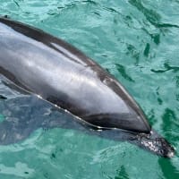 下田海中水族館２０２４