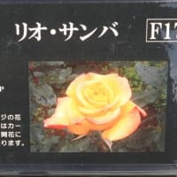 リオ  サンバ　〈Rio Samba　バラ〉　