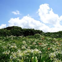 夏井ヶ浜の白いハマユウと青い空と広い海