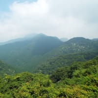ヤマボウシ開花情報（第４号）
