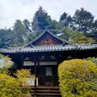 フジ の季節です＾＾奈良も 藤 が満開。今回は奈良国立博物館近くの ふじ です＾＾