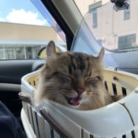 今日は三種混合ワクチン