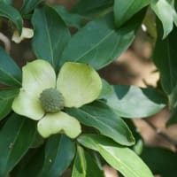 夏の花：常緑山法師②