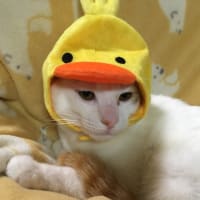 『2016年終わる～～』