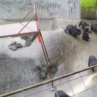 土砂降りですが。。。