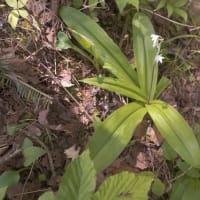 入笠山に咲く　クリンソウ・九輪草