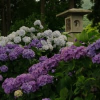 華やかな春の訪れ