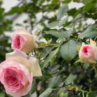 ～～★≪　ピンクの薔薇　庭に・・≫★～～