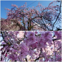 遅れたり早かったり～植物の開花も狂いがち！追加写真あり！