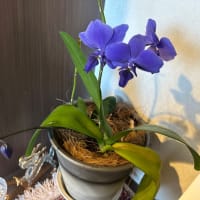 胡蝶蘭　咲きました🌸
