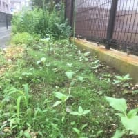 つむじ風のように友、来たる。