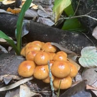 キノコの季節