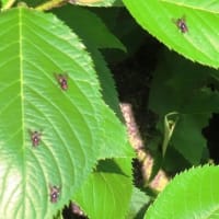 八田寺公園から堀上公園