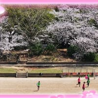 満開の桜と春の風は最高
