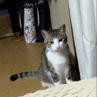 クリンへの想いは尽きなくて・・・291