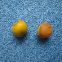 庭の梅の木をブロック。