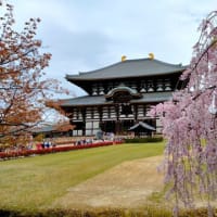  東大寺　「花まつり（仏生会）」の日の桜　　2024年4月8日　　（6景）