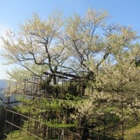 樽見の大桜　2024-4-13　PART２