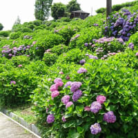 かざはやの里の紫陽花