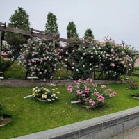 「水戸駅南口さくら東公園」のバラが咲き揃っていた。