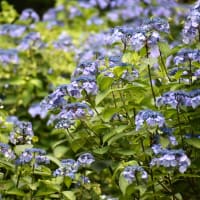 森の涼、蒼いあじさい群。