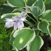 令和7年のギボウシ販売について⑤　今咲いているギボウシの花