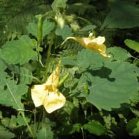 久々、野草の花見を楽しむ　～新発田市桜公園周辺～