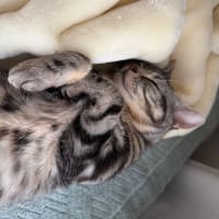 カワイイ寝姿🥰