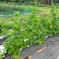 ７月の主な農作業