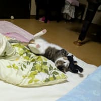 クリンへの想いは尽きなくて・・・306（クー君のこと）
