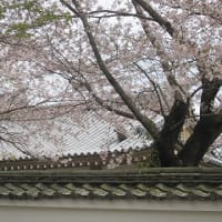 醍醐寺の桜