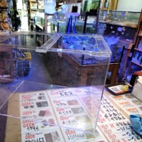 中古600×450×450アクリル水槽