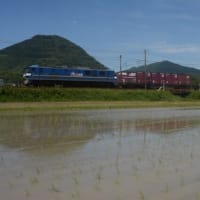 山陽本線115系N編成　ほのかに映る列車　2024-05-19