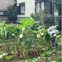 ベランダは小さなお庭よ
